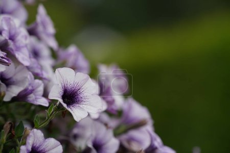 Foto de Flores coloridas de Petunia, Primer plano Shot - Imagen libre de derechos