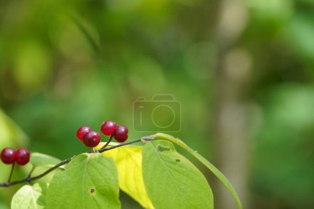 Photo for Ardisia crenata or Christmas berries, Australian holly, coral bush, coralberry, hen's-eyes, spiceberries - Royalty Free Image
