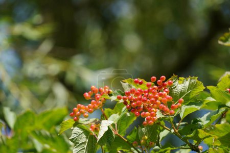 Foto de Frutos de grosella roja o Ribes rubrum - Imagen libre de derechos
