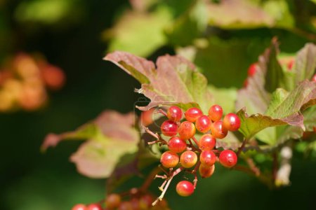 Téléchargez les photos : Fruits à groseilles rouges ou Ribes rubrum - en image libre de droit