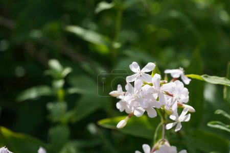 Evergreen candytuft or Iberis sempervirens also known as Perennial candytuft.