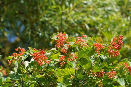 Téléchargez les photos : Fruits à groseilles rouges ou Ribes rubrum - en image libre de droit