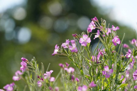 Photo for Purple coneflower or Echinacea purpurea - Royalty Free Image