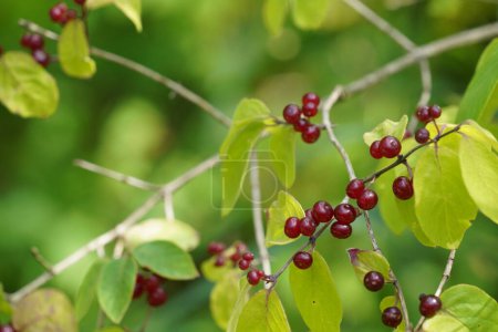 Photo for Ardisia crenata or Christmas berries, Australian holly, coral bush, coralberry, hen's-eyes, spiceberries - Royalty Free Image