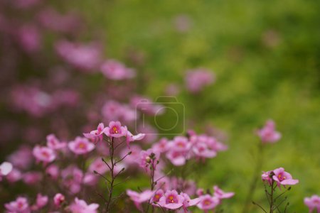 Foto de Insecto Damselfly, Enallagma basidens, en un campo de flores de espirea rosa brillante - Imagen libre de derechos