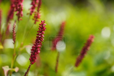 Téléchargez les photos : Chevalier roux ou Persicaria maculosa également connu sous le nom de pouce de dame, Jesusplant - en image libre de droit