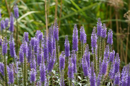 Photo for Longleaf Speedwell or Veronica longifolia - Royalty Free Image