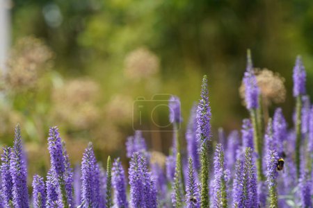 Photo for Longleaf Speedwell or Veronica longifolia - Royalty Free Image