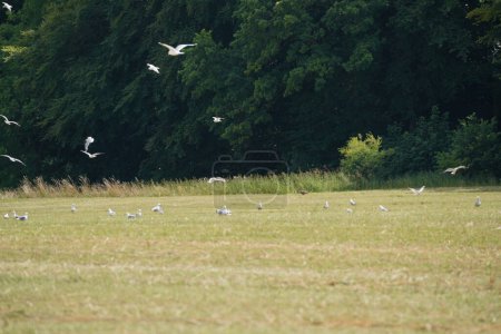 Photo for Seagulls flying above green meadow - Royalty Free Image