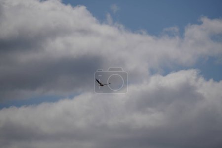 Photo for Flock of birds flying in blue sky - Royalty Free Image
