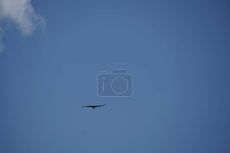 Téléchargez les photos : Troupeau d'oiseaux volant dans le ciel bleu - en image libre de droit
