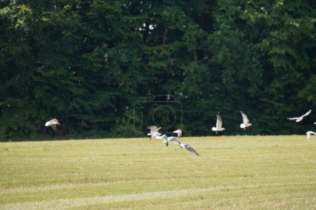Photo for Seagulls flying above green meadow - Royalty Free Image