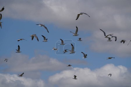 Foto de Bandada de aves volando en el cielo azul - Imagen libre de derechos