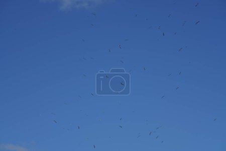 Photo for Flock of birds flying in blue sky - Royalty Free Image