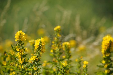 Photo for Large yellow loosestrife also known as Lysimachia punctata, circle flowers - Royalty Free Image