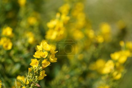 Téléchargez les photos : Grande salicaire jaune également connue sous le nom de Lysimachia punctata, fleurs cerclées - en image libre de droit