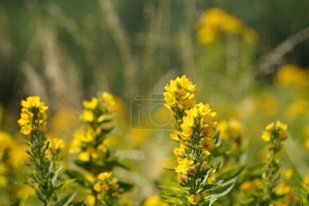 Foto de Gran vida floja amarilla también conocida como Lysimachia punctata, flores de círculo - Imagen libre de derechos