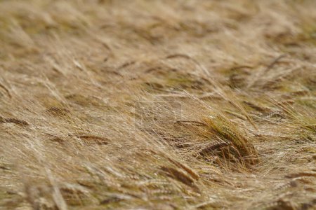 Téléchargez les photos : Champ de blé doré sous un ciel nuageux le jour - en image libre de droit