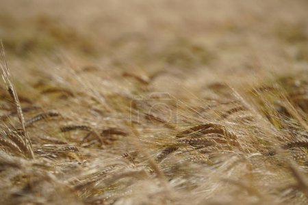 Téléchargez les photos : Champ de blé doré sous un ciel nuageux le jour - en image libre de droit