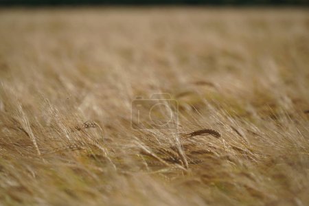Photo for Golden wheat field under cloudy sky at daytime - Royalty Free Image