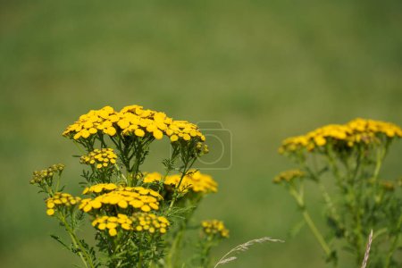 Photo for Common tansy or Tanacetum vulgare also know as Golden buttons, Cow bitter - Royalty Free Image