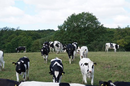 Foto de Vacas pastando en prado verde durante el día - Imagen libre de derechos