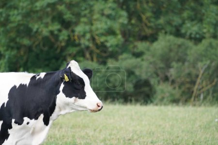 Photo for Cow grazing in green meadow at daytime - Royalty Free Image
