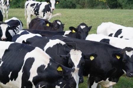 Téléchargez les photos : Vaches broutant dans la prairie verte le jour - en image libre de droit