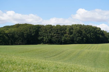 Foto de Hermosos campos de hierba con cielo azul y nubes blancas. - Imagen libre de derechos