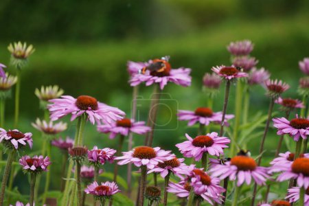Photo for Purple coneflowers or Echinacea purpurea - Royalty Free Image
