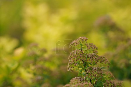 Téléchargez les photos : Gros plan de la plante verte avec des fleurs - en image libre de droit