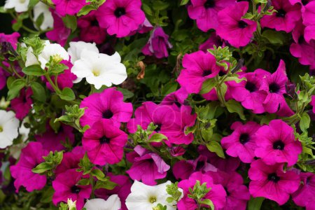 Téléchargez les photos : Petunia atkinsiana fleurs ou Petunias Supertunia Vista Argenterie - en image libre de droit