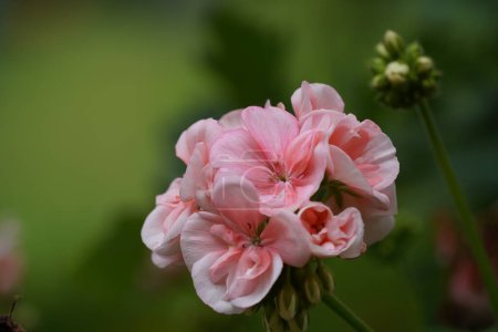 Photo for Zonal geranium or Pelargonium hortorum also known as Scarlet geranium. - Royalty Free Image