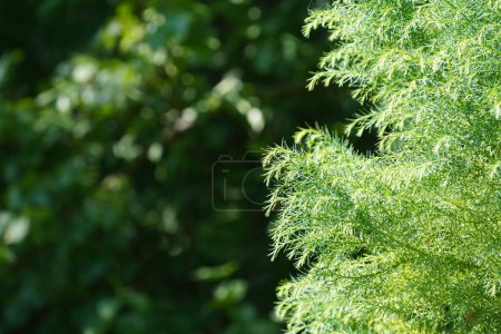 Photo for Japanese red cedar or Cryptomeria japonica - Royalty Free Image