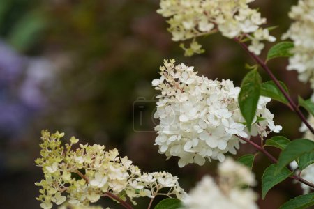 Photo for White Panicle hydrangea or Peegee - Royalty Free Image
