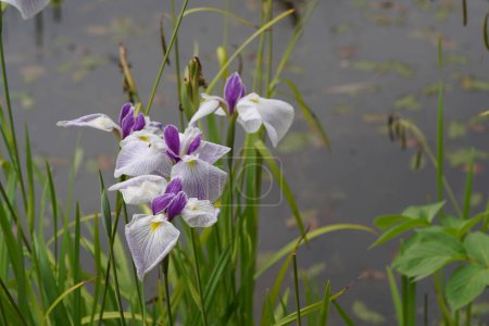 Téléchargez les photos : L'iris japonais connu sous le nom de Tiare de la Reine - en image libre de droit