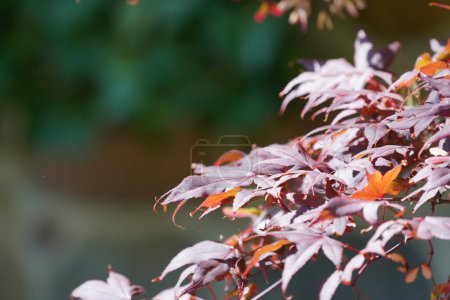 Photo for Japanese red maple or Acer palmatum, Atropurpureum - Royalty Free Image