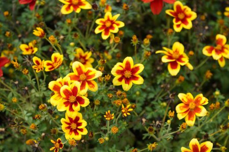 Foto de Flores de zinnia rojas y amarillas - Imagen libre de derechos