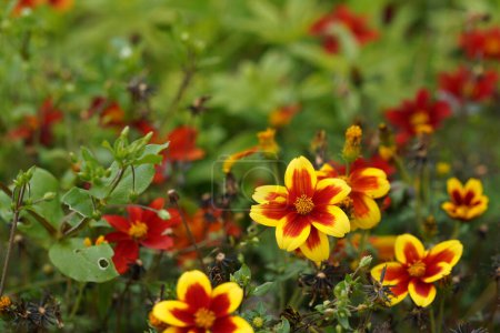 Foto de Flores de zinnia rojas y amarillas - Imagen libre de derechos