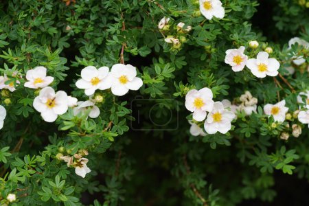 Téléchargez les photos : Fleurs blanches poussant dans le jardin, fond de printemps - en image libre de droit