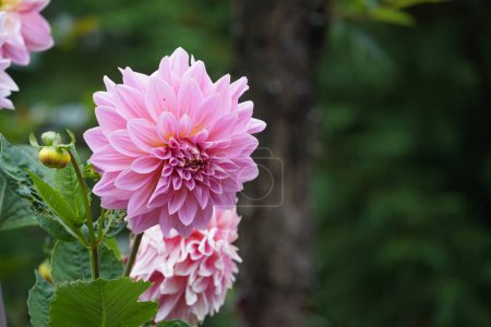 Photo for Beautiful shot of pink dahlia flowers - Royalty Free Image