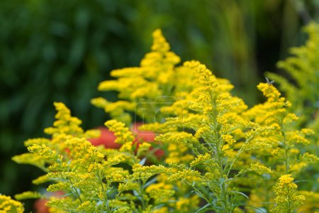 Photo for Solidago canadensis, colloquially known as canada goldenrod - Royalty Free Image