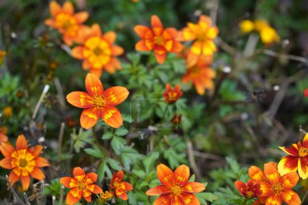 Téléchargez les photos : Bidens aurea ou Arizona beggarticks également connu sous le nom Tickseed, Bur marigold - en image libre de droit