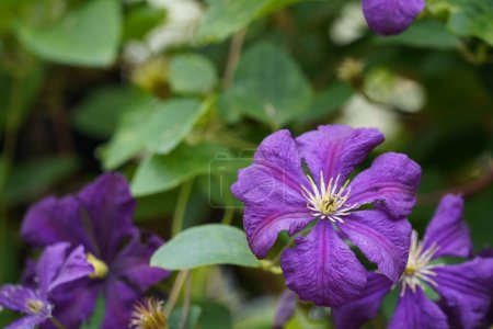 Téléchargez les photos : Fleurs en cuir italien ou Clematis viticella - en image libre de droit