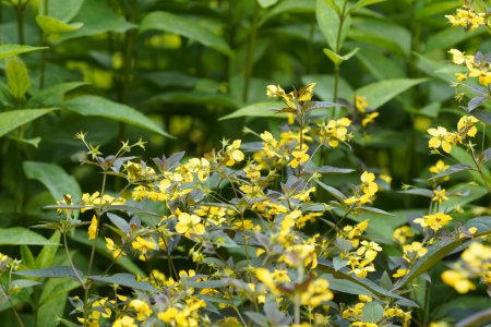 Téléchargez les photos : Fenouil ou Foeniculum vulgare jaune - en image libre de droit