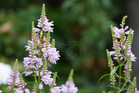 Photo for Obedient plants or Physostegia virginiana also known as False dragonhead - Royalty Free Image