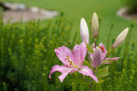 Photo for Orange lily or Lilium bulbiferum - Royalty Free Image