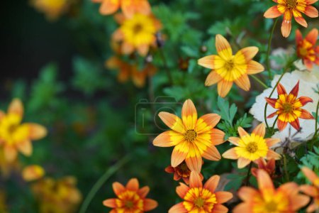 Téléchargez les photos : Bidens aurea ou Arizona beggarticks également connu sous le nom Tickseed, Bur marigold - en image libre de droit