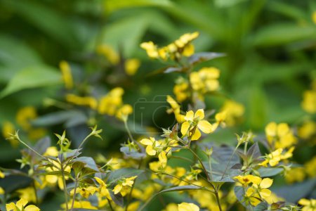 Téléchargez les photos : Fenouil ou Foeniculum vulgare jaune - en image libre de droit