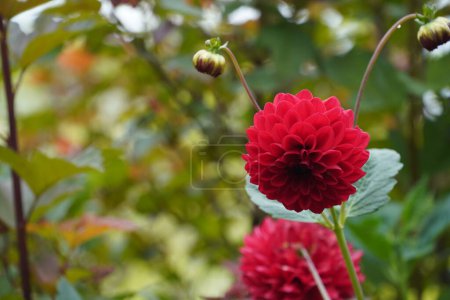 Photo for The red Garden dahlia flowers - Royalty Free Image